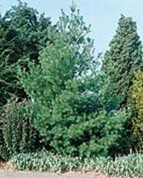 Pinus strobus