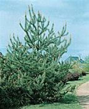 Pinus sylvestris