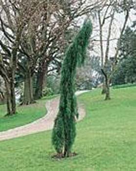 Sequoiadendron giganteum ´Pendulum´
