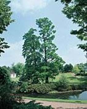 Taxodium distichum