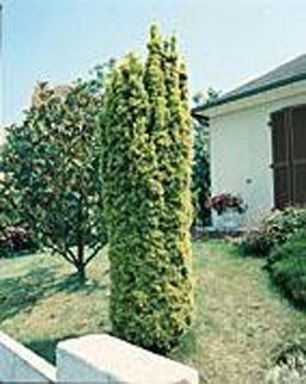 Taxus baccata ´Fastigiata Aurea´