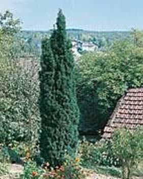 Taxus baccata ´Fastigiata´