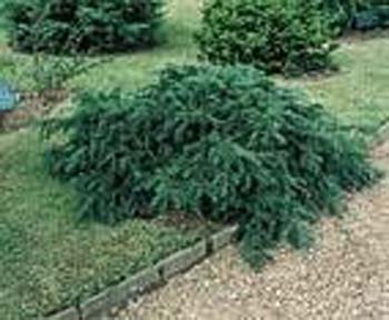 Taxus baccata ´Repandens´