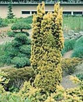 Taxus baccata ´Standishii´