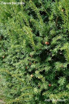 Taxus%20baccata