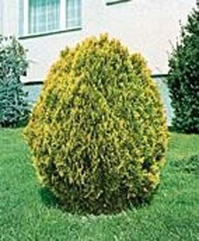 Thuja orientalis ´Aurea Nana´