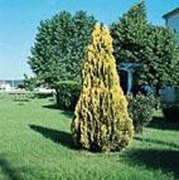 Thuja orientalis ´Pyramidalis Aurea´