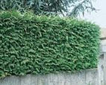 Thuja plicata