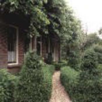 buxus 2