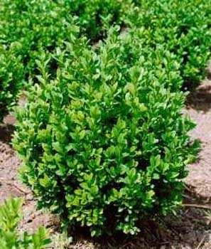 buxus