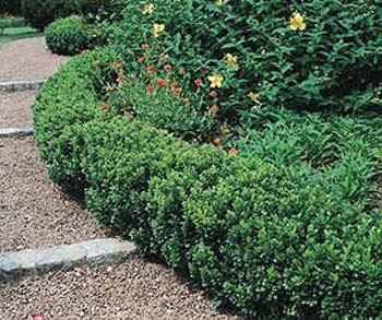 buxus_suffruticosa_large