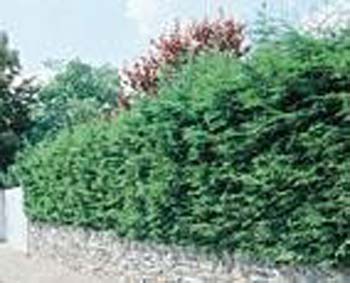 cupressocyparis leylandii