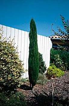 cupressus sempervirens ´totem´