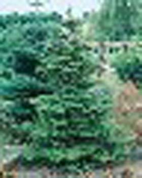 sm_abies koreana