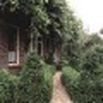 sm_buxus 2