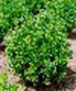 sm_buxus