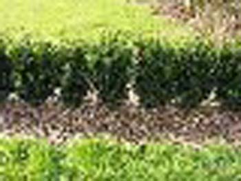 sm_buxus_sempivirens_hedge_jpg