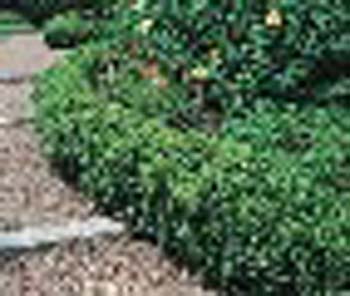 sm_buxus_suffruticosa_large