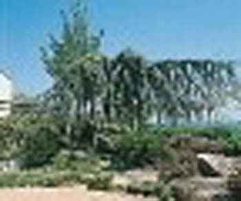 sm_cedrus atlantica ´glauca pendula´