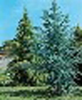 sm_cedrus deodara ´aurea´