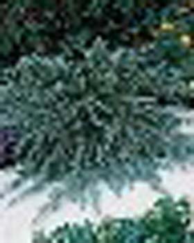 sm_cedrus deodara ´feeling blue´