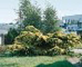 sm_cedrus deodara ´golden horizon´