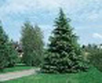 sm_cedrus deodara