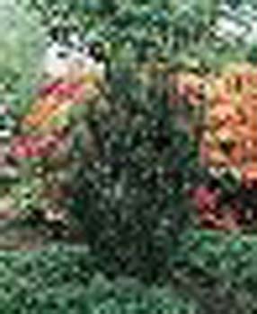 sm_cephalotaxus harringtonia ´fastigiata´