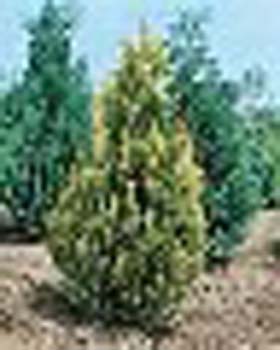 sm_chamaecyparis lawsoniana ´alumii gold´