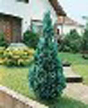 sm_chamaecyparis lawsoniana ´alumii´