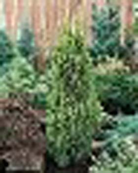 sm_chamaecyparis lawsoniana ´ellwood´s gold´