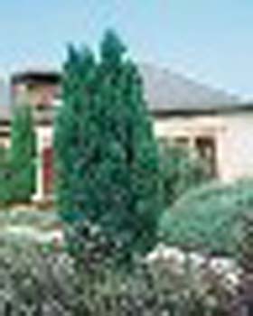 sm_chamaecyparis lawsoniana ´ellwoodii´