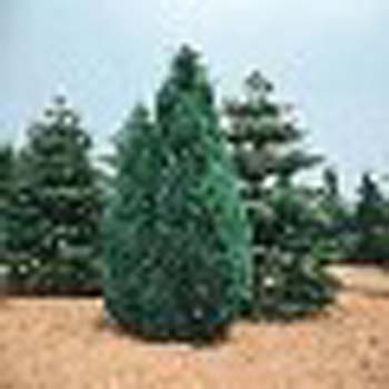 sm_chamaecyparis lawsoniana ´fletcheri´