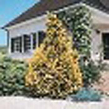 sm_chamaecyparis lawsoniana ´golden wonder´