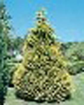 sm_chamaecyparis lawsoniana ´lane´
