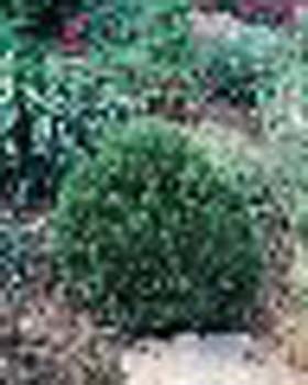 sm_chamaecyparis lawsoniana ´minima glauca´