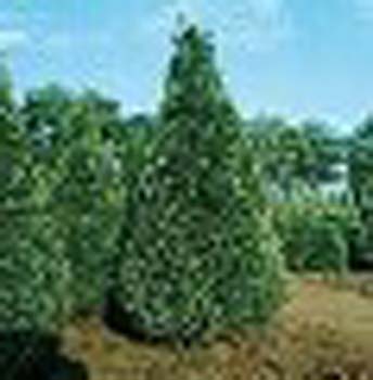 sm_chamaecyparis lawsoniana ´pottenii´