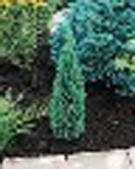 sm_chamaecyparis lawsoniana ellwood´s pillar ® ´flolar´