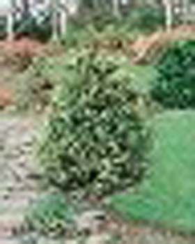sm_chamaecyparis nootkatensis ´aureovariegata´