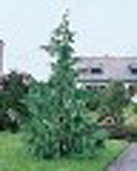 sm_chamaecyparis nootkatensis ´pendula´