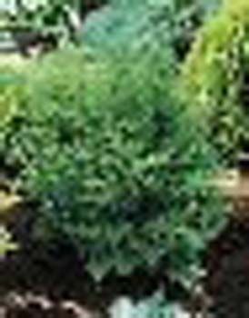 sm_chamaecyparis obtusa ´graciosa´
