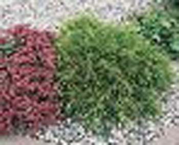 sm_chamaecyparis pisifera ´filifera aurea´