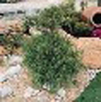 sm_chamaecyparis pisifera ´filifera´