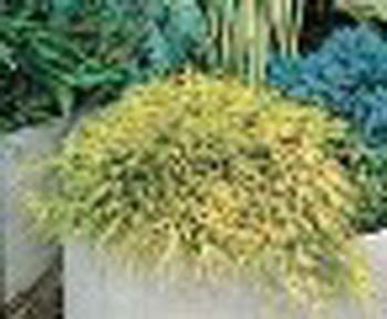 sm_chamaecyparis pisifera ´sungold´