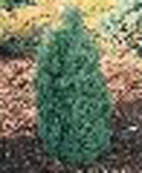 sm_chamaecyparis thyoides ´red star´