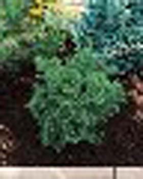sm_cryptomeria japonica ´elegans nana´