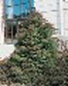 sm_cryptomeria japonica ´elegans´