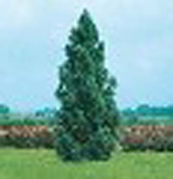 sm_cryptomeria japonica