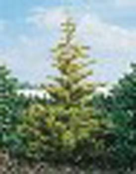sm_cupressocyparis leylandii ´gold rider´