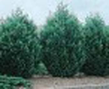 sm_cupressocyparis leylandii herculea ® ´miniver´